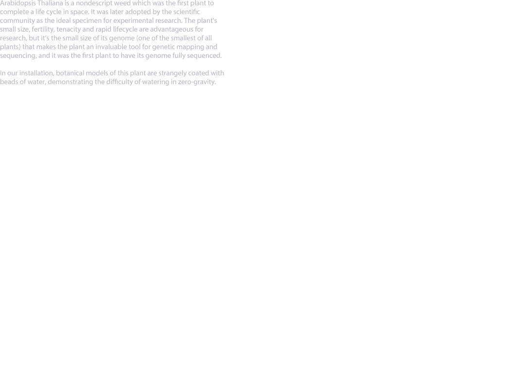 watering Arabidopsis TEXT